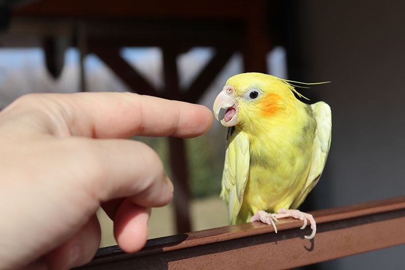hand touching cockatiels beak