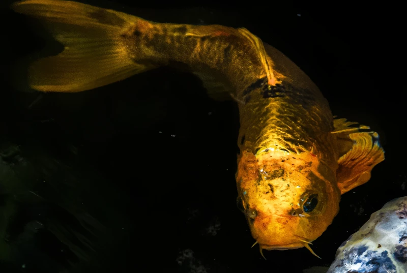 Yamabuki Ogon golden koi fish