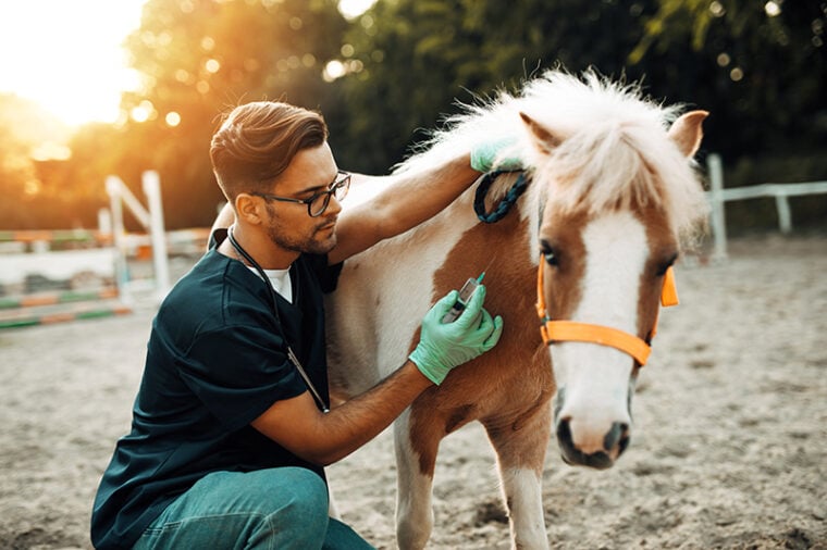male veterinarian giving vaccine to a horse
