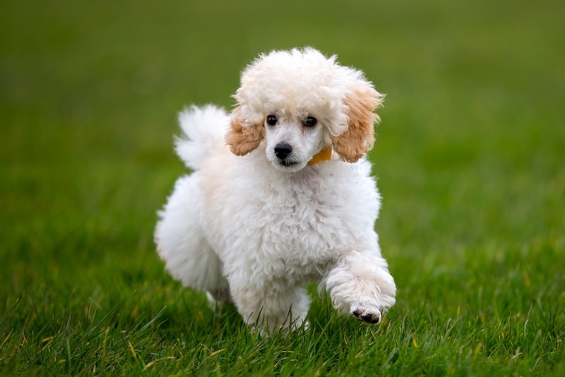 miniature poodle puppy on the grass