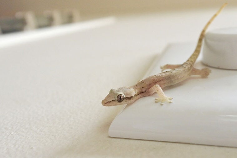 mournful gecko