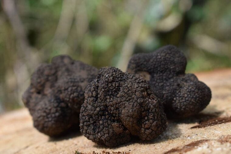 mushroom truffles