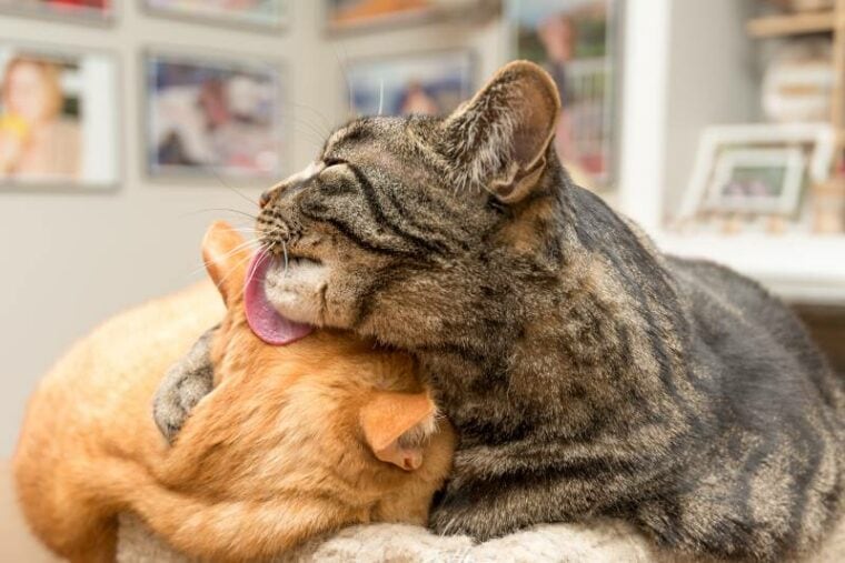 one cat grooming another cat