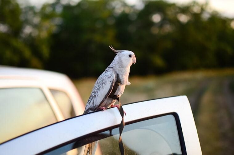 parrot is sitting on the car