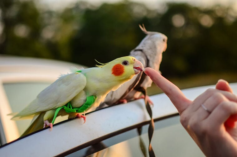 petting a cockatiel