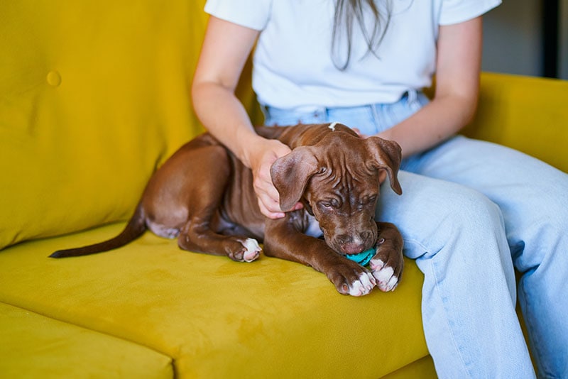 mascota cachorro esponjoso en el sofá con juguete en la boca
