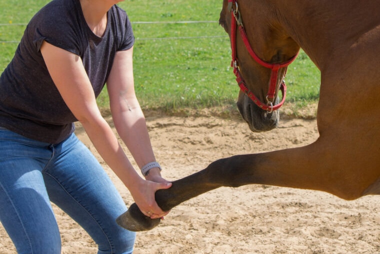 physical therapy for horse