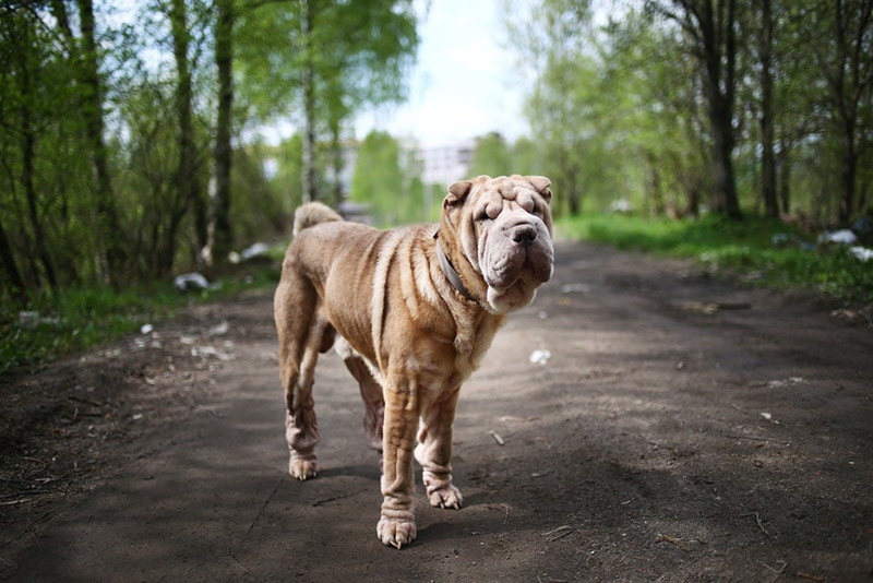 red fawn shar pei dog standing on the road