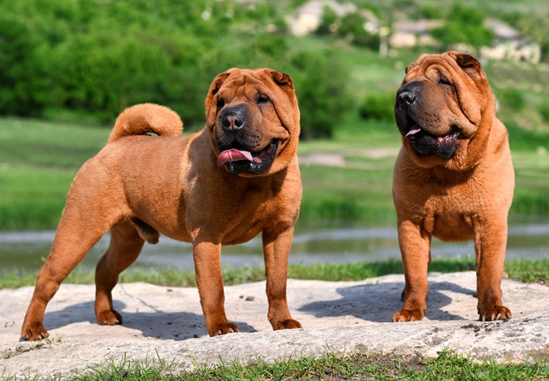 red shar pei dogs in the mountain