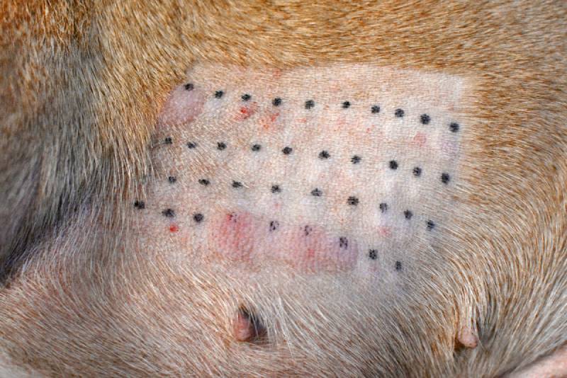 result of an animal intradermic skin allergy test