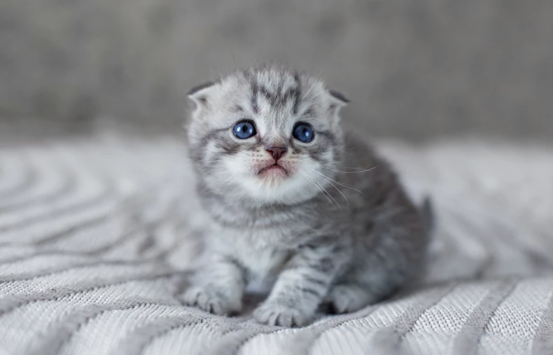 scottish fold british shorthair mixed breed cat kitten