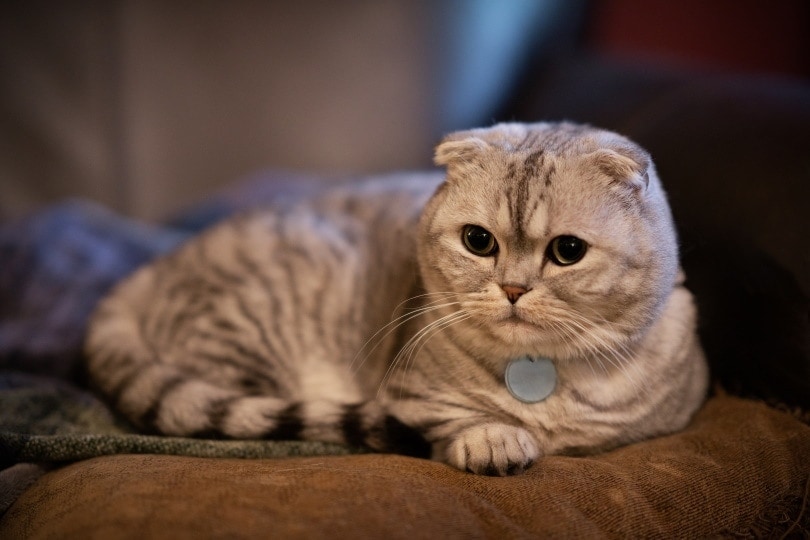 scottish fold munchkin cat lying on pillow