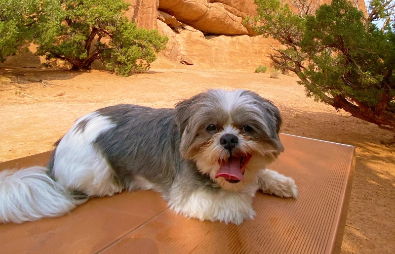 shih tzu dog at the desert in arches national park