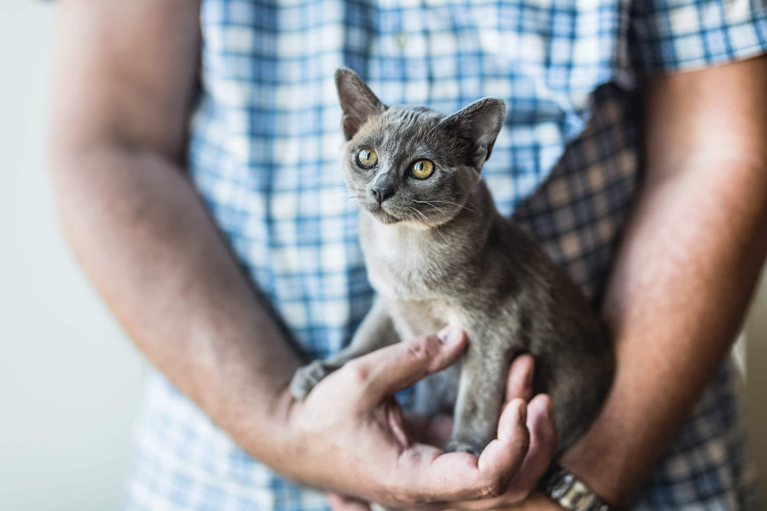 Un lindo gatito birmano azul joven en los brazos de una persona