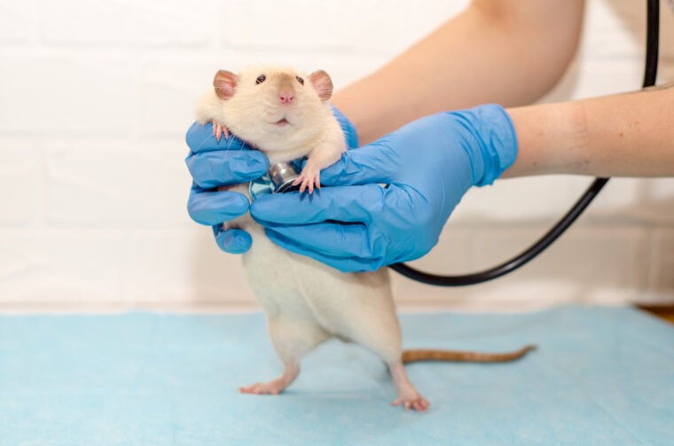 White Rat in Vet Appointment