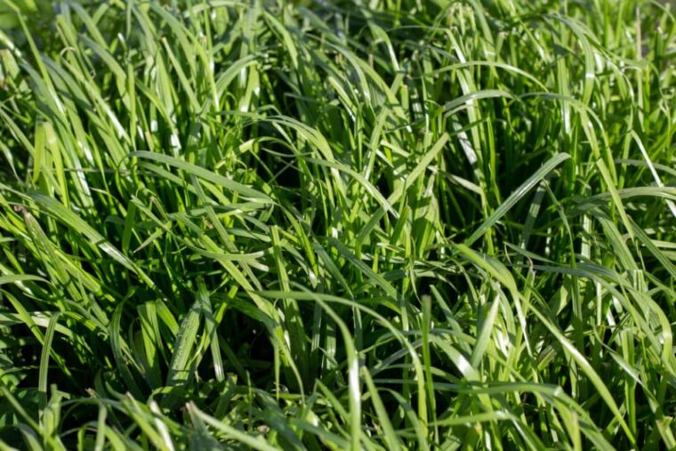 Ryegrass used in a farm pasture plan