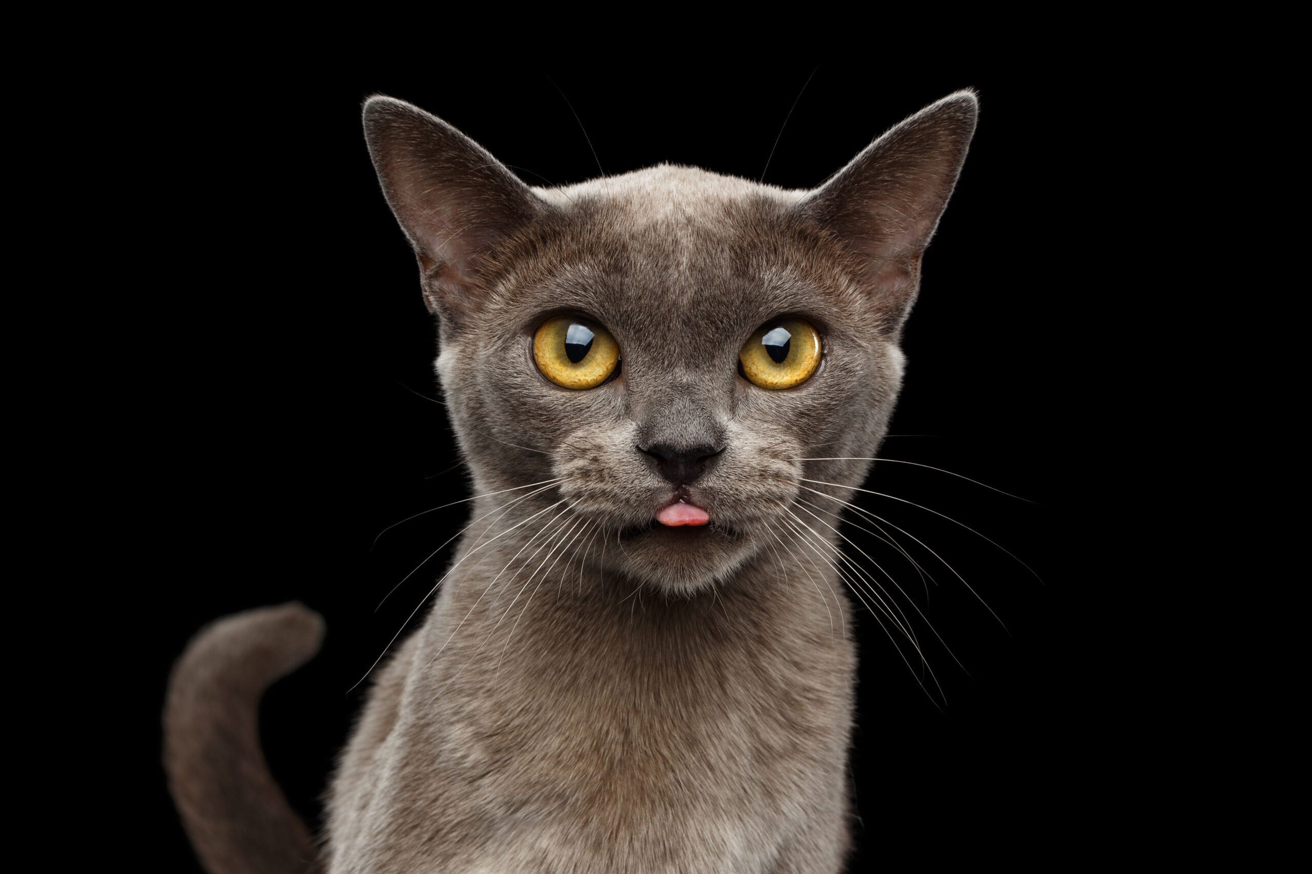 Close Up retrato de gatito birmano azul curiosamente mirando a la cámara