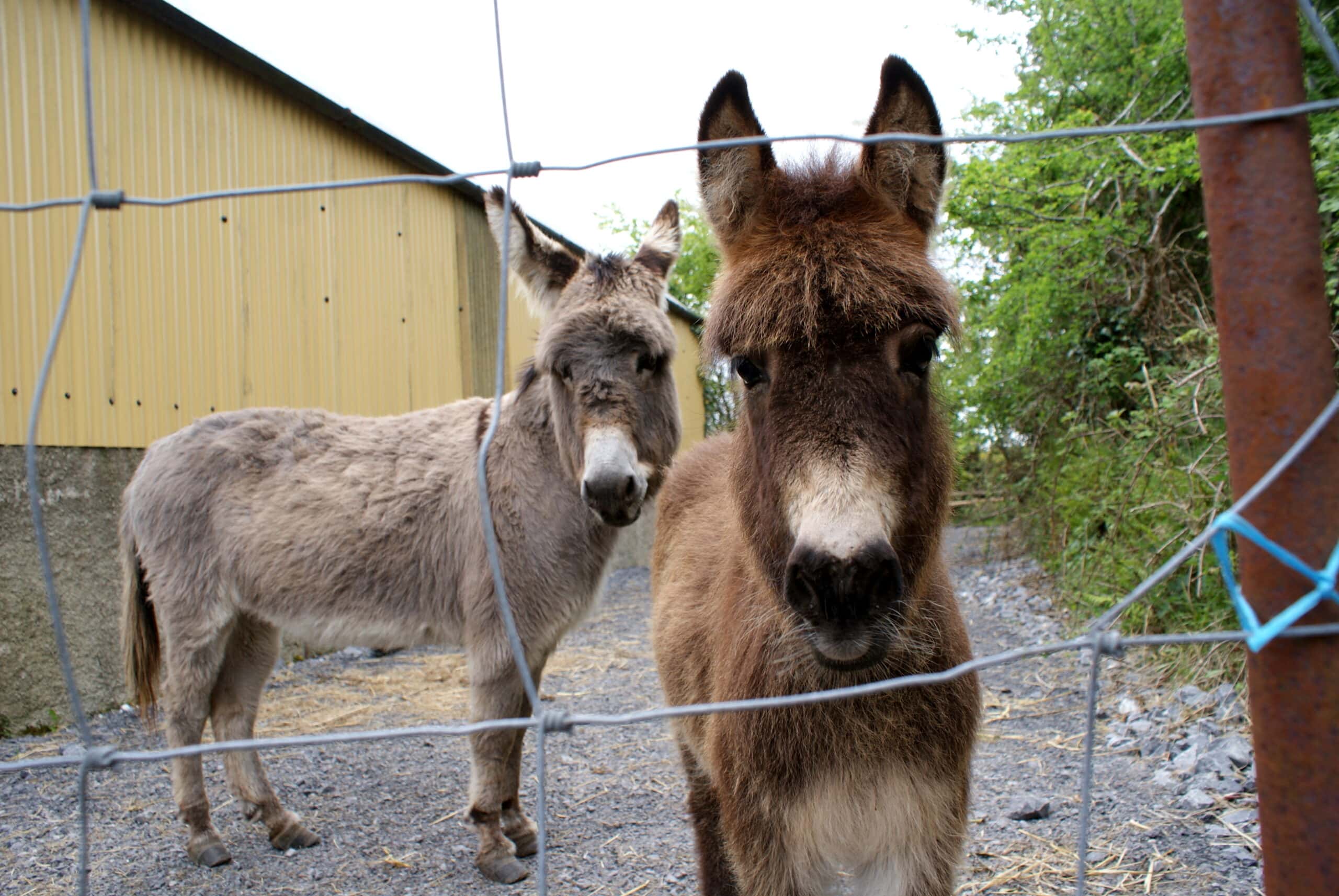 Curious baby hinny (mule) leaves mama donkey to look out the gate.
