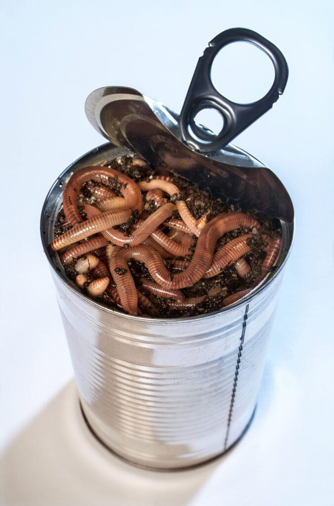 Canned food with worms