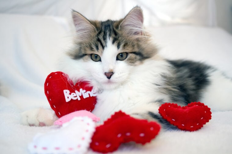 Cute white and brown tabby kitten with red Valentines