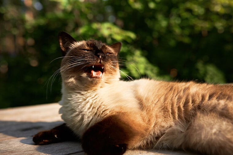 siamese cat meowing under the sun