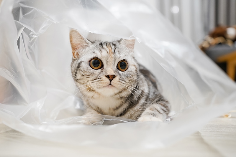 silver tabby cat inside a plastic bag playing