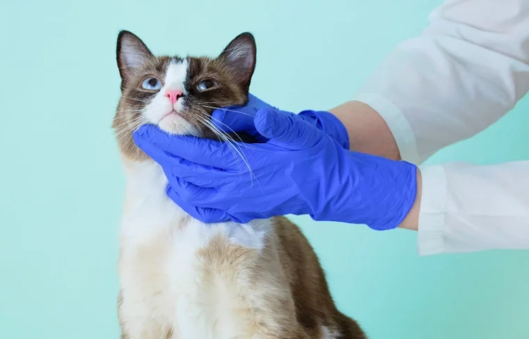 snowshoe cat being checked by vet
