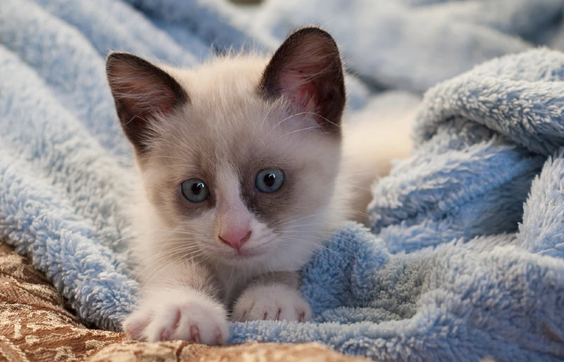 snowshoe cat kitten in blanket