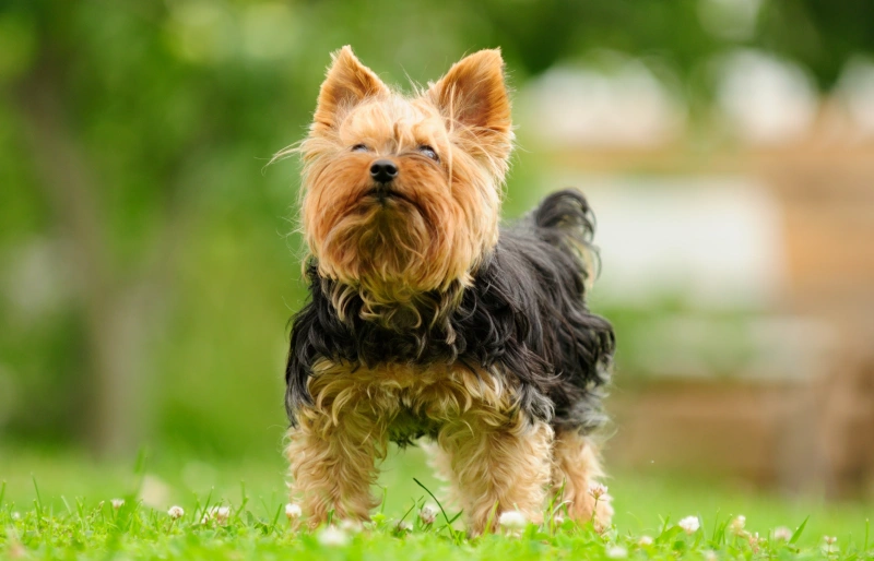 Standard Yorkshire terrier standing on the grass