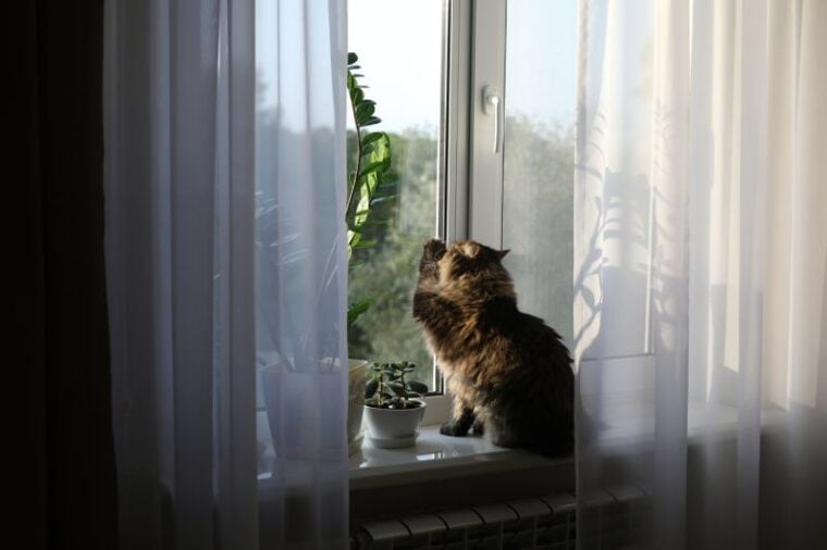 the cat sits on the windowsill and scratches the window