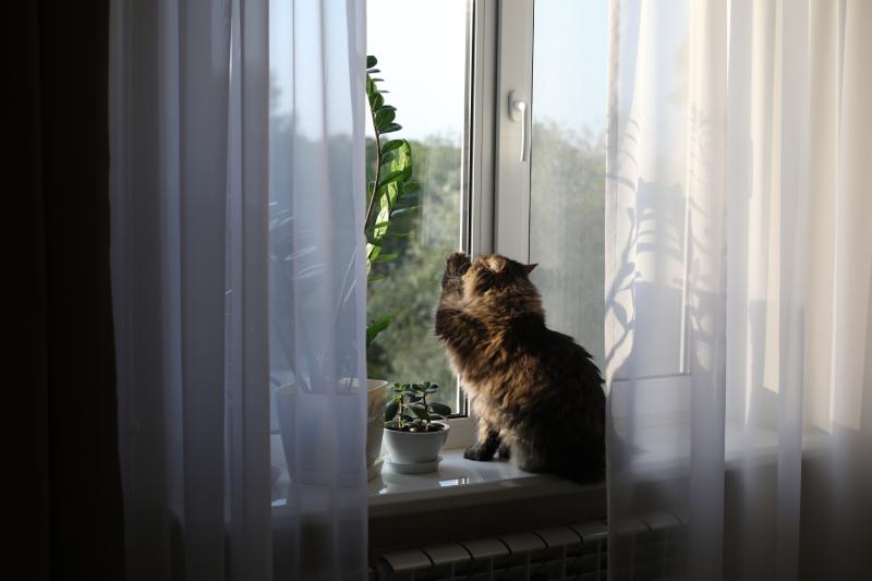 Why Does My Cat Scratch at the Window? 7 Main Reasons | Pet Keen