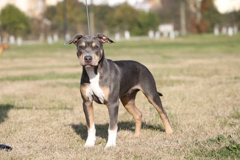 Tricolor Pitbull: Facts, Origin & History (With Pictures) – Pet Arenas