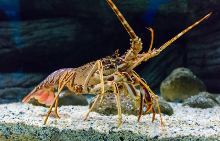 tropical rock lobster underwater