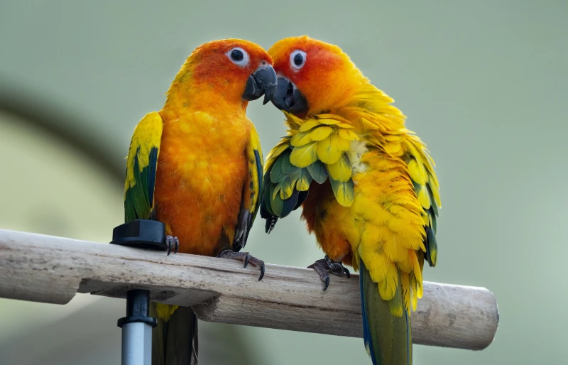 two sun conure birds perched on wood
