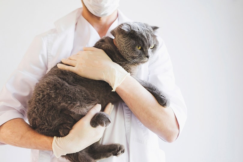 vet holding the scottish fold cat in a veterinary clinic