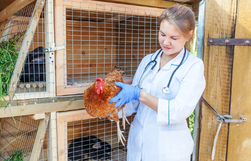 veterinario examina una gallina de pollo