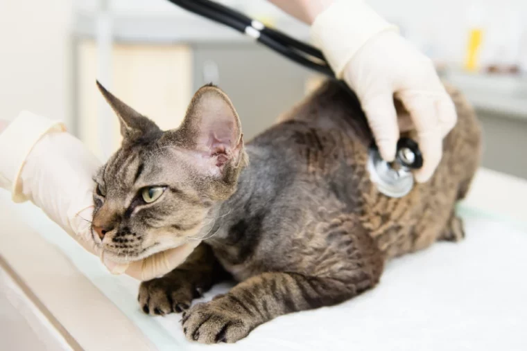 veterinarian examining a devon rex cat
