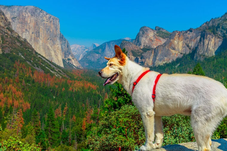White dog looking out panorama of El Capitan Tunnel View in Yosemite National Park