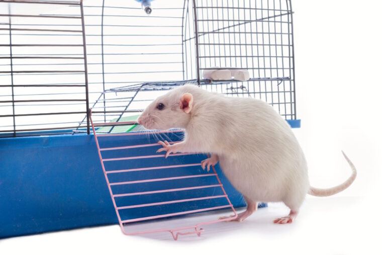 white pregnant rat