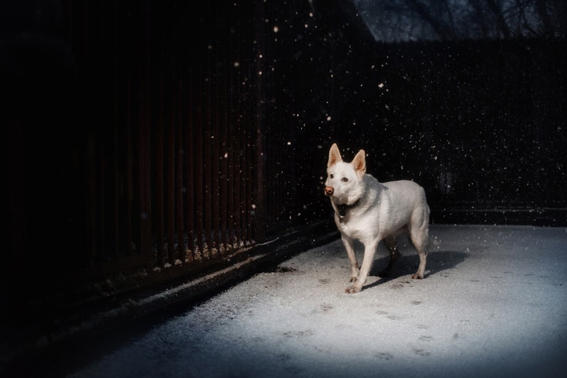 white shepherd dog walking in the dark