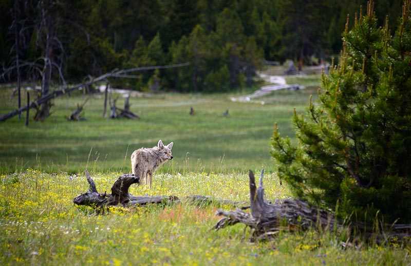 wolf in yellowstone national park