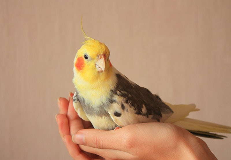 yellow cockatiel on a human hand