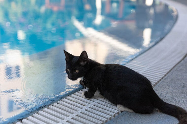 A black cat near the swimming pool