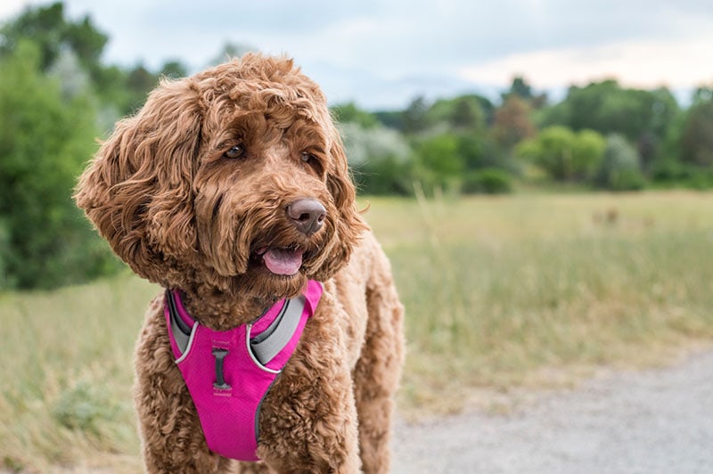 A brown labradoodle with a soft, fluffy coat and a pink hiking harness