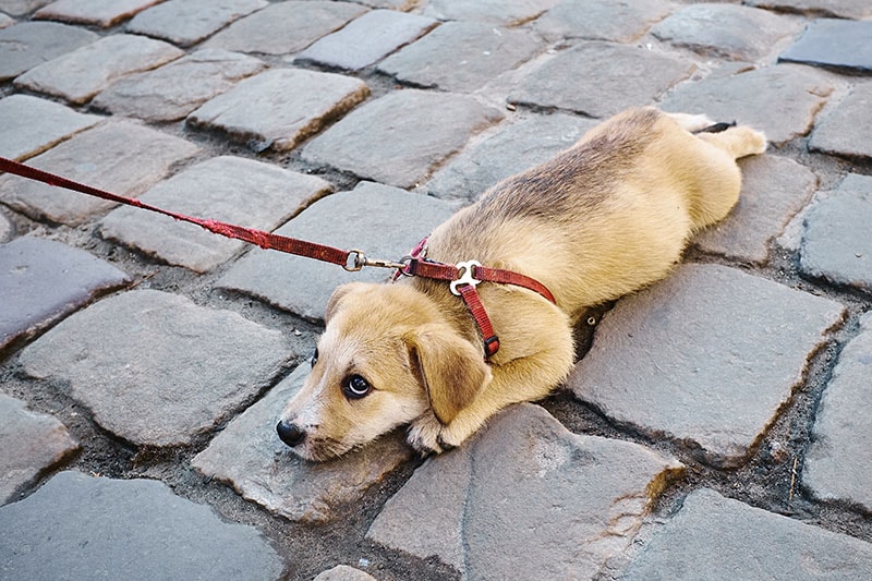 A small sad dog on a leash lies on the paving stones