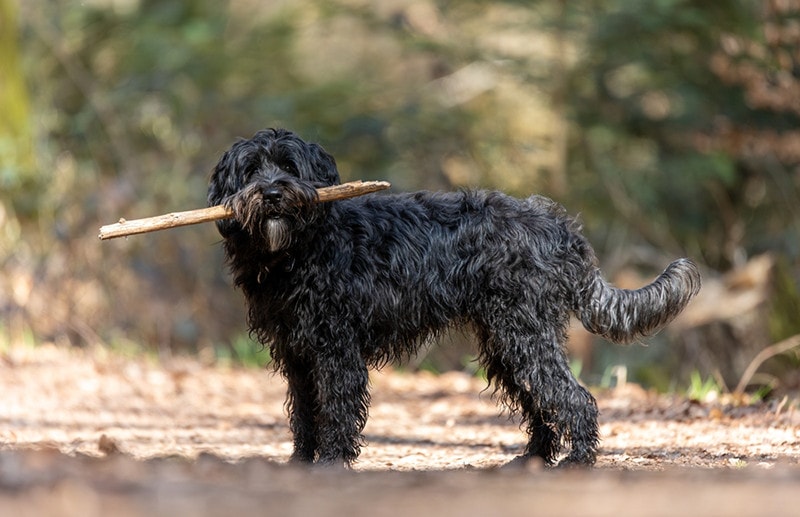 A young black labradoodle dog is retrieving a stick. Walking the dog in a forest with autumn colors and leaves on the ground