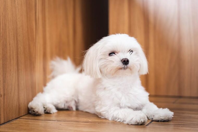 Adorable young white teacup Maltese relaxing in his loving home