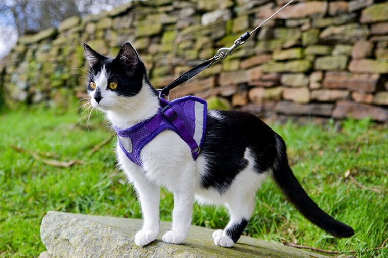 Adorable black and white cat wearing a harness and looking into the distance