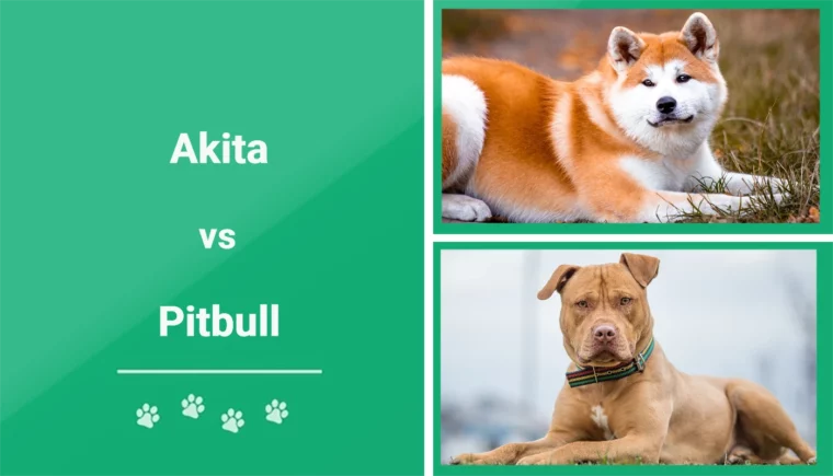 Akita vs Pitbull - Featured Image