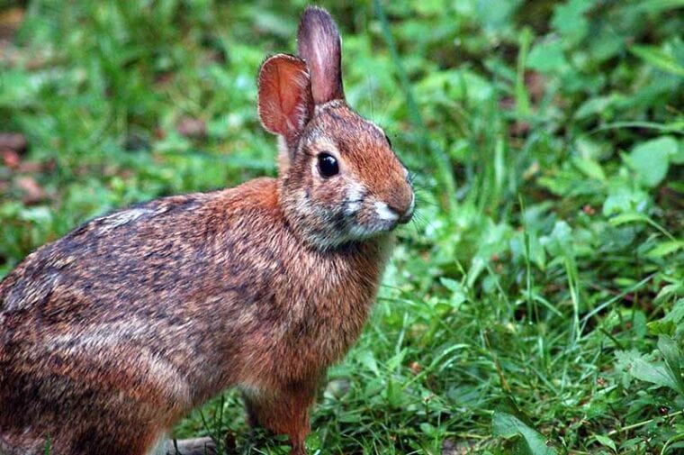Appalachian cottontail rabbit